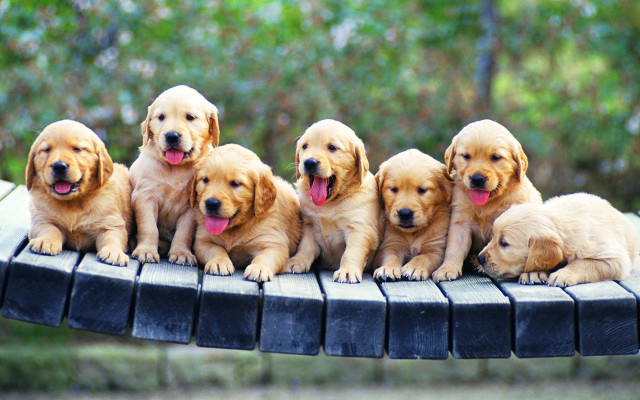 Puppies table tongues out heads free wallpaper for desktop - medium preview image