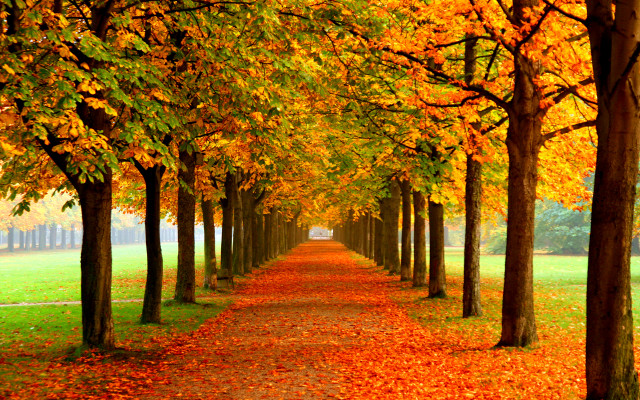 Tree lined path yellow leaves free wallpaper for desktop - medium preview image