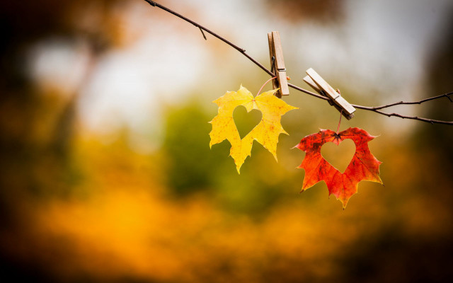 Leaves heart decoration tree branch free wallpaper for desktop - medium preview image