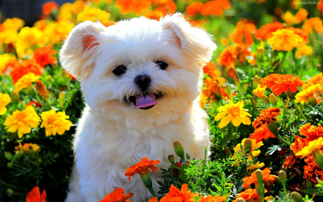 Small white dog field flowers free wallpaper for desktop - medium preview image