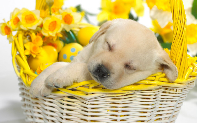 Puppy sleeping basket yellow flowers #2 free wallpaper for desktop - medium preview image