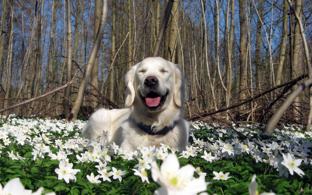 Dog laying field white flowers free wallpaper for desktop - medium preview image