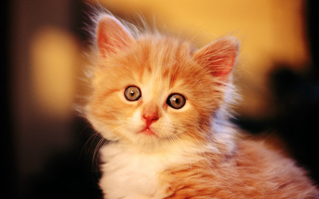 Small kitten big blue eye free wallpaper for desktop - medium preview image