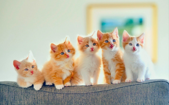 Kittens sitting on couch together free wallpaper for desktop - medium preview image