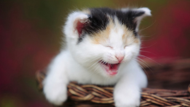 Cat yawns basket mouth open free wallpaper for desktop - medium preview image