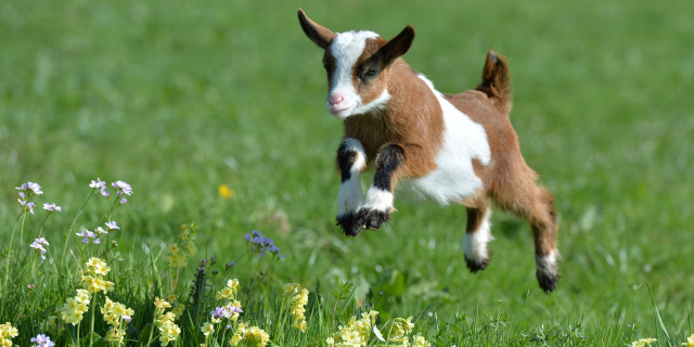 Small goat jumping grass flowers free wallpaper for desktop - medium preview image