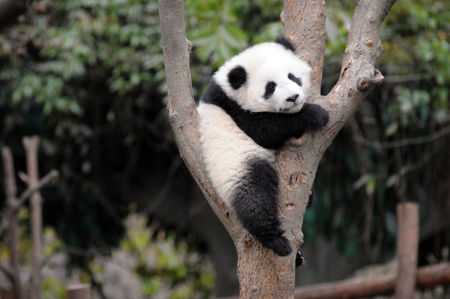 Panda bear sitting tree arms free wallpaper for desktop - medium preview image