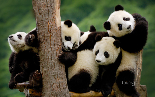 Pandas tree branch forest group free wallpaper for desktop - medium preview image