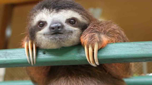 Sloth hanging green rail smiling free wallpaper for desktop - medium preview image