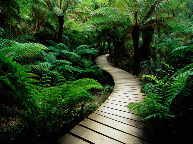 Wooden path forest trees ferns free wallpaper for desktop - medium preview image