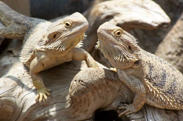 Two lizards sitting tree stump free wallpaper for desktop - medium preview image