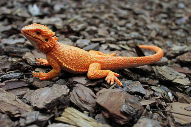 Small orange lizard pile rocks free wallpaper for desktop - medium preview image