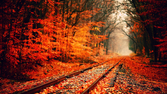 Train track forest orange leaves free wallpaper for desktop - medium preview image
