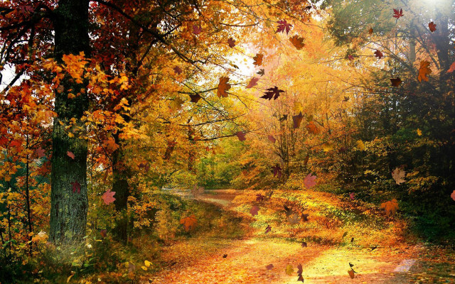 Forest path yellow leaves ground free wallpaper for desktop - medium preview image