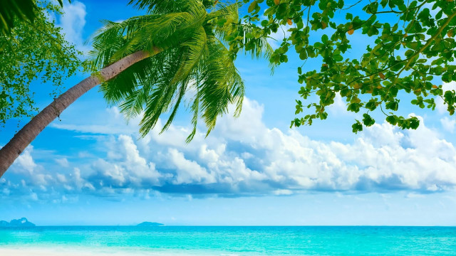 Palm tree beach blue sky #6 free wallpaper for desktop - medium preview image