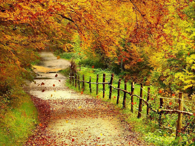 Path woods fence trees leaves free wallpaper for desktop - medium preview image