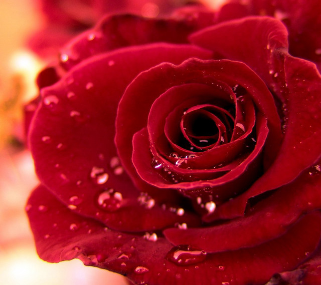 Red rose water droplets close free wallpaper for tablet - medium preview image