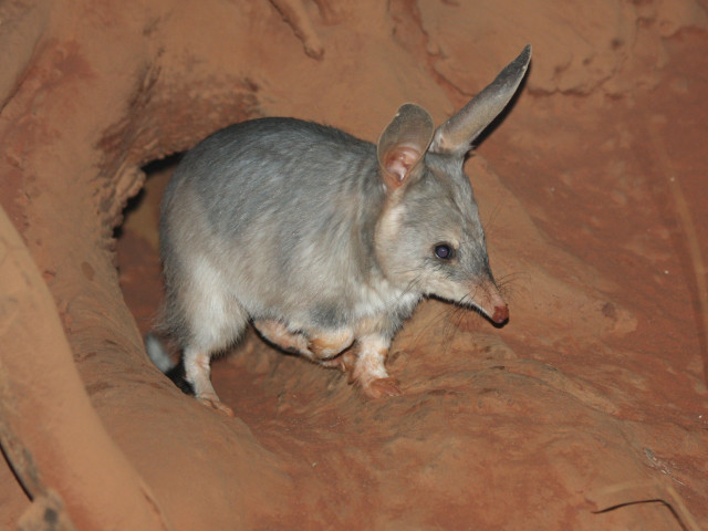 Small animal cave desert night free wallpaper for desktop - medium preview image