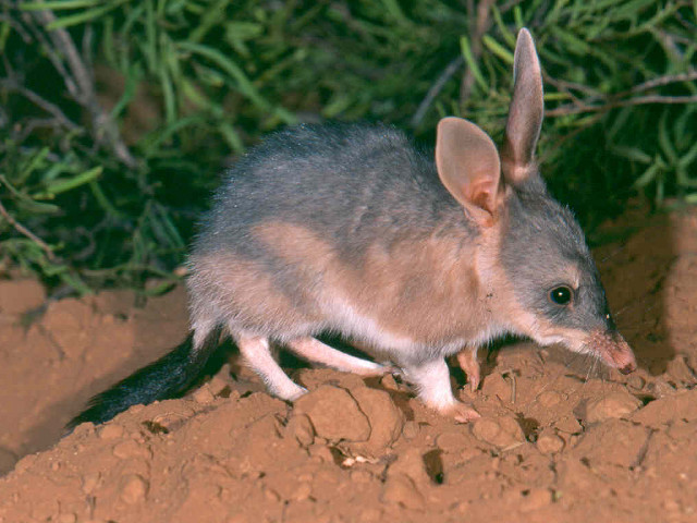 Small animal dirt field bush free wallpaper for desktop - medium preview image