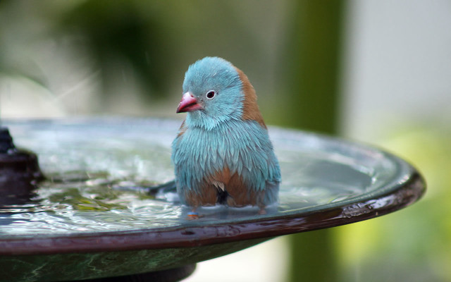 Small bird birdbath water faucet free wallpaper for desktop - medium preview image