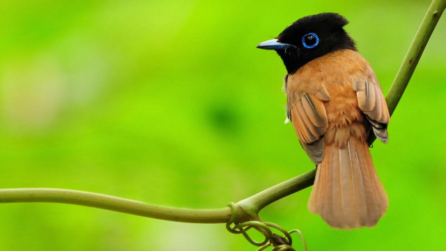 Small bird blue eye branch #3 free wallpaper for desktop - medium preview image