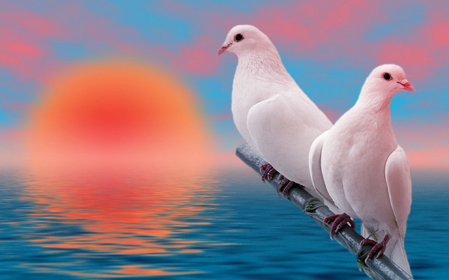 White birds pole sunset ocean free wallpaper for desktop - medium preview image