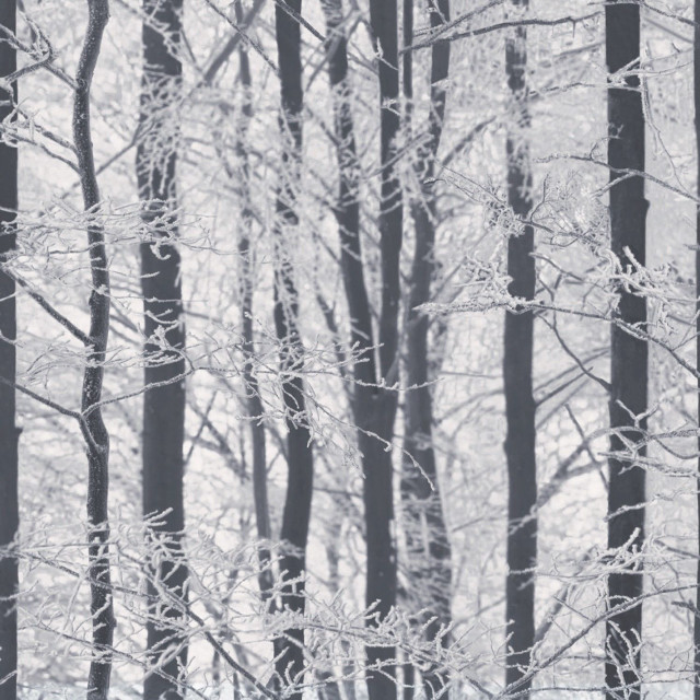 Black white forest snow branches free wallpaper for tablet - medium preview image
