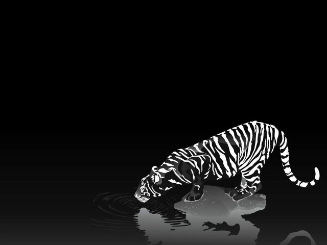 Black white tiger drinking water free wallpaper for desktop - medium preview image