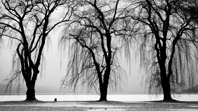 Person bench tree lake walking free wallpaper for desktop - medium preview image