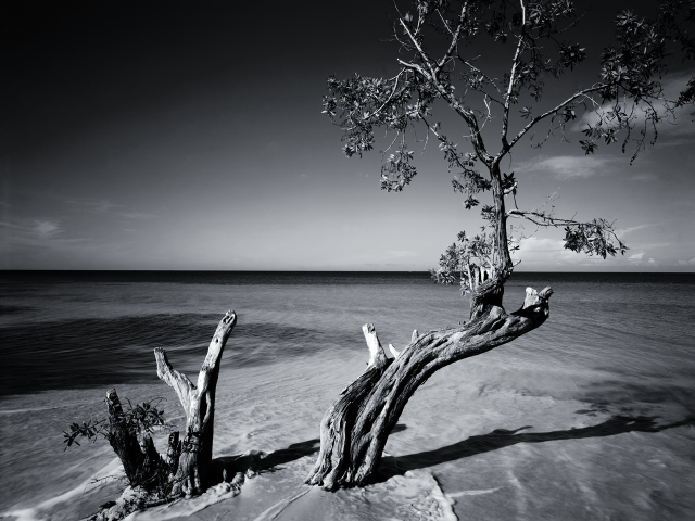 Tree sand water black white free wallpaper for desktop - medium preview image