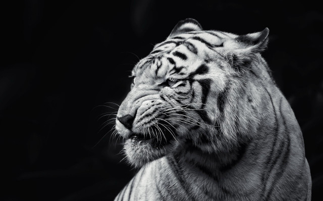 White tiger looking distance eyes free wallpaper for desktop - medium preview image