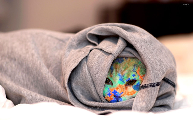 Cat blanket bed collar tag free wallpaper for desktop - medium preview image