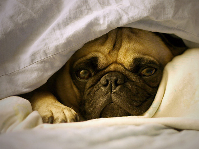 Dog blanket bed white sheets free wallpaper for desktop - medium preview image