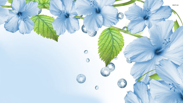 Blue flower water drops floral free wallpaper for desktop - medium preview image