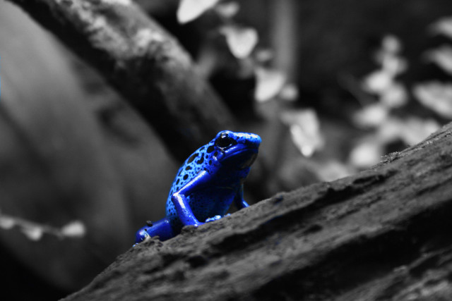 Blue frog rock woods macro free wallpaper for desktop - medium preview image