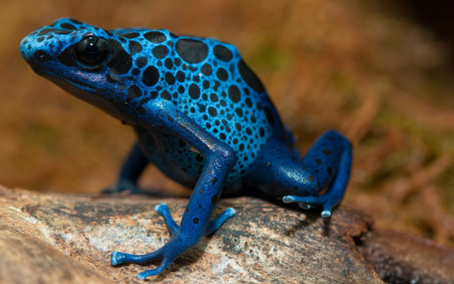 Blue black frog rock grass free wallpaper for desktop - medium preview image