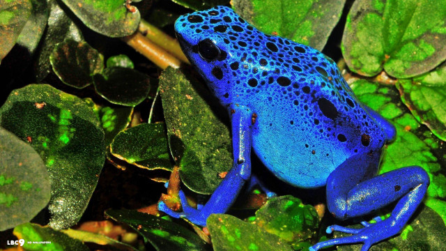 Blue frog green plant blue free wallpaper for desktop - medium preview image