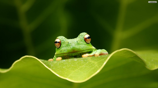 Green frog leaf water drops free wallpaper for desktop - medium preview image