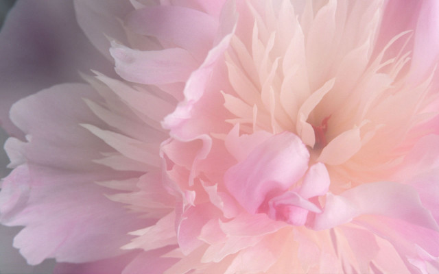 Pink flower white green center free wallpaper for desktop - medium preview image