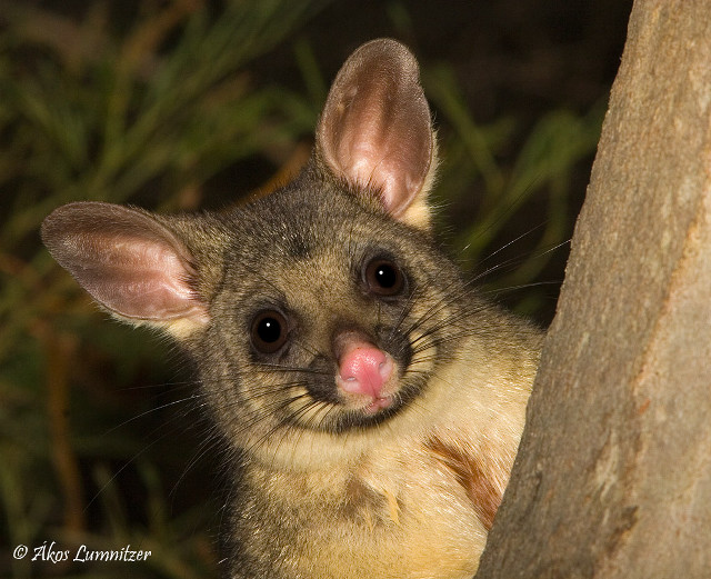 Small animal tongue out tree free wallpaper for desktop - medium preview image