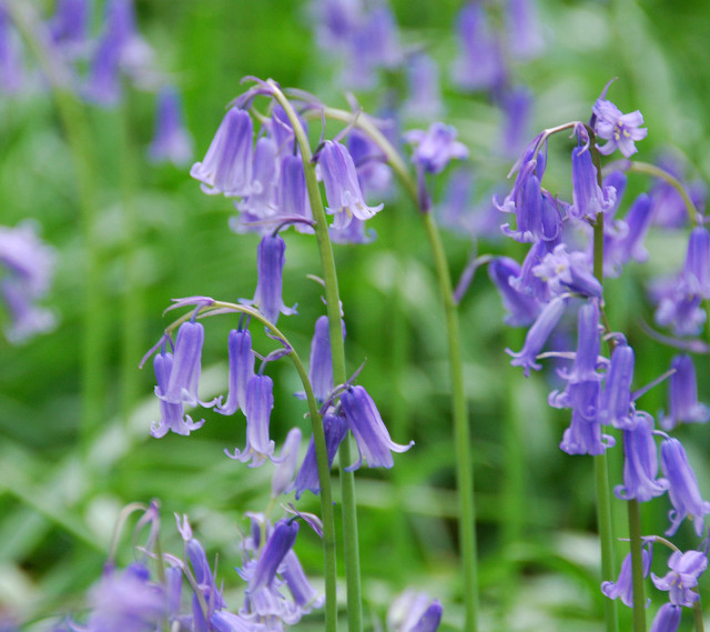 Purple flowers in the grass #2 free wallpaper for tablet - medium preview image