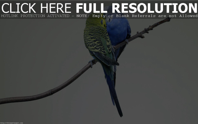 Blue green bird branch gray free wallpaper for desktop - medium preview image