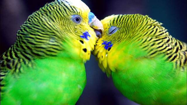 Two green birds kissing perch free wallpaper for desktop - medium preview image