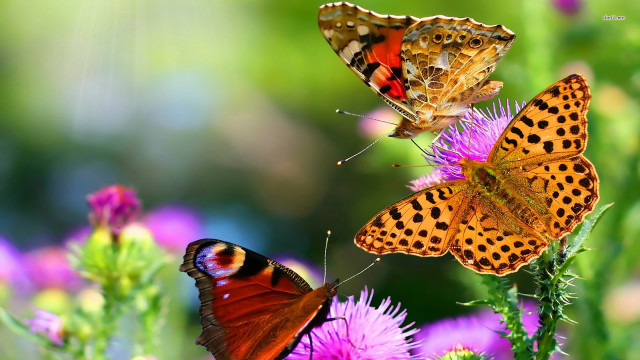 Butterflies sitting flower sun ground free wallpaper for desktop - medium preview image