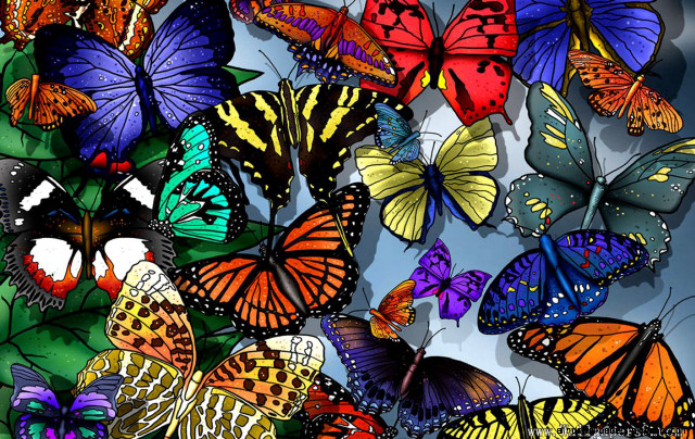 Colorful butterflies flying sky blue free wallpaper for desktop - medium preview image