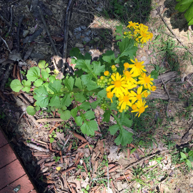 Yellow flower dirt brick walkway free wallpaper for tablet - medium preview image