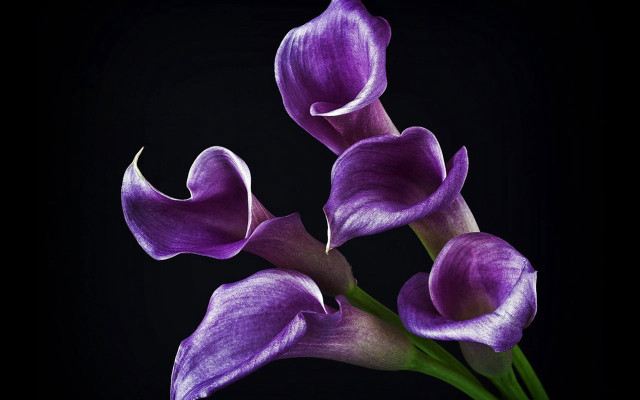 Purple flowers black background bunch free wallpaper for desktop - medium preview image