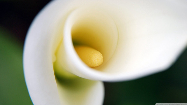 Close up white flower green free wallpaper for desktop - medium preview image