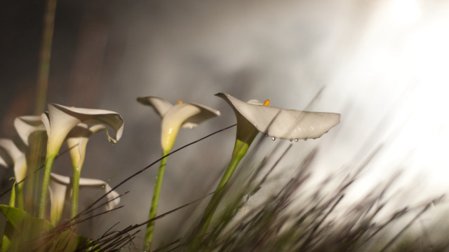 White flowers green stems dark free wallpaper for desktop - medium preview image