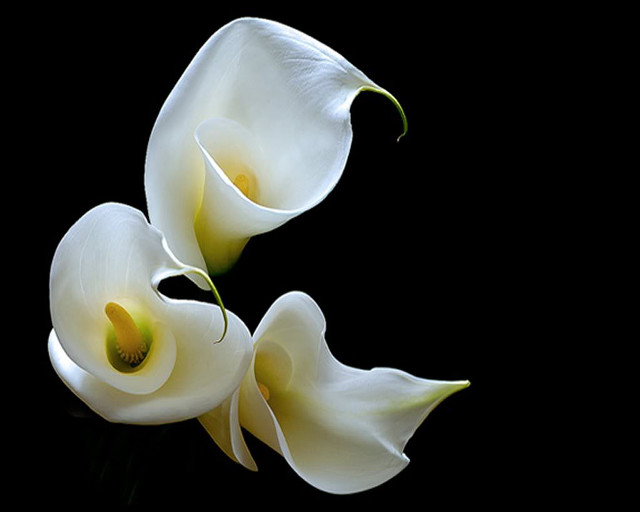 White flowers black background black free wallpaper for desktop - medium preview image